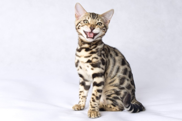 bengálská kočka WHinecat BERI