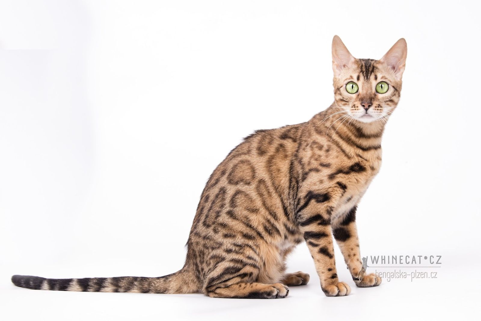bengálský kocour X-Man Whinecat/ Tedánek