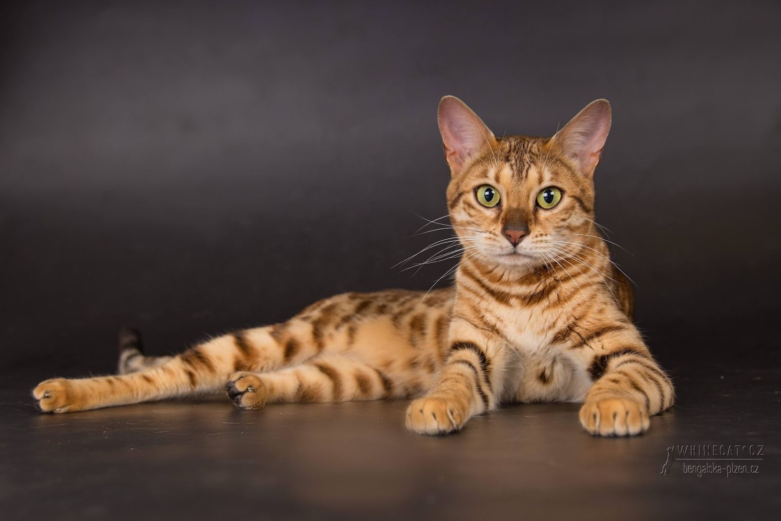 bengálský kocour BohemianForest Pepino / Pepa, Pepíček