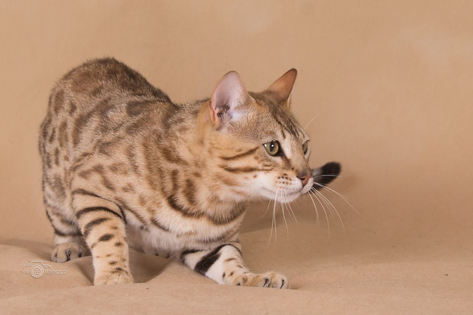 bengálský kocour PearlyQueen Pixel / Piškot