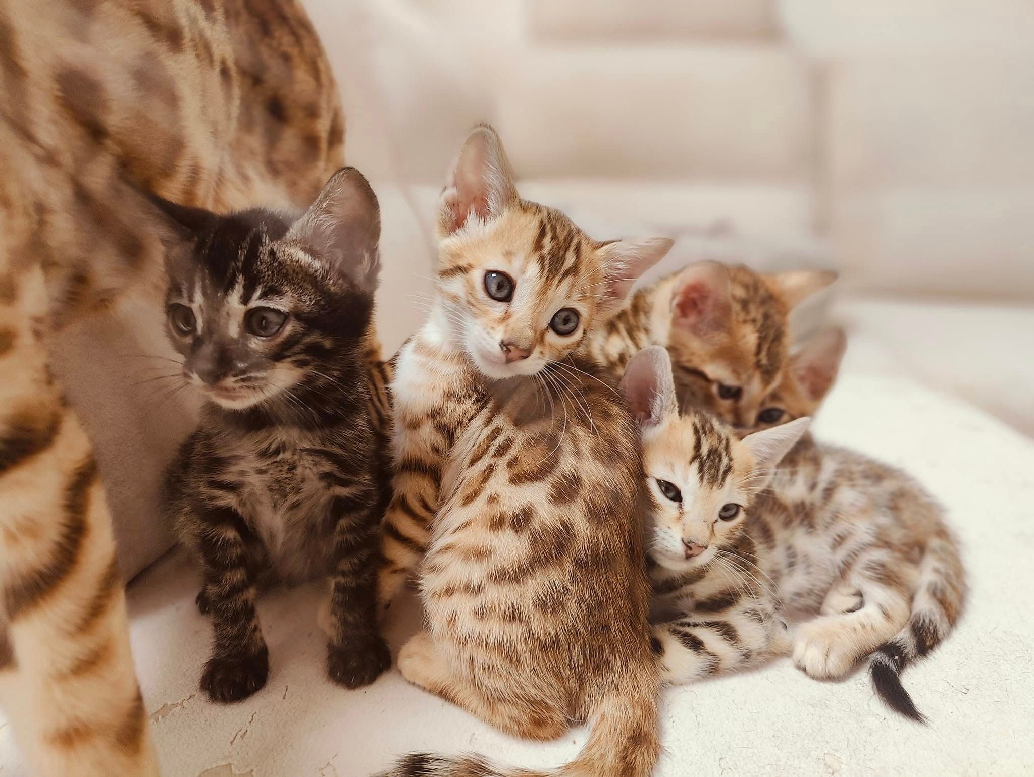 Všechna koťátka Whinecat mají nové milující domovy