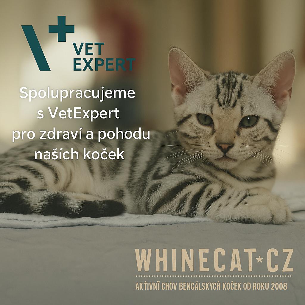 Bengalske koťátko Silver a VetExpert